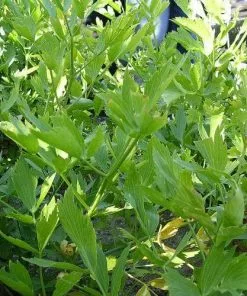 Future Forests Herbs Lovage