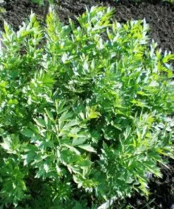Future Forests Herbs Lovage