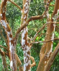 Future Forests Shrubs Luma Apiculata (Myrtus Luma)