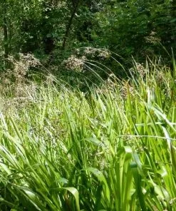 Future Forests Grasses Luzula Sylvatica