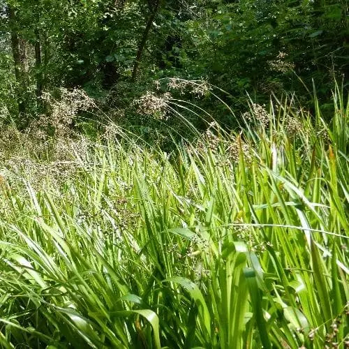 Future Forests Grasses Luzula Sylvatica 3 Future Forests Grasses Luzula Sylvatica