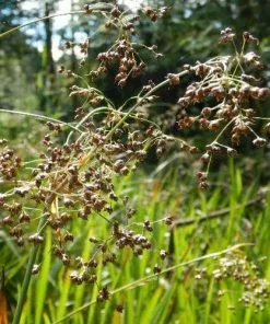 Future Forests Grasses Luzula Sylvatica 6 Future Forests Grasses Luzula Sylvatica