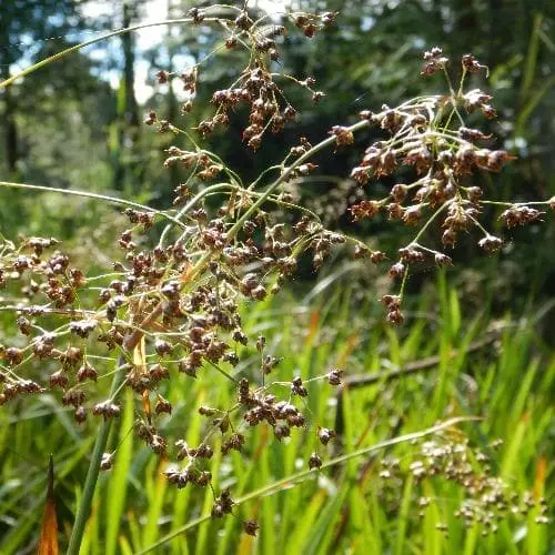 Future Forests Grasses Luzula Sylvatica 4 Future Forests Grasses Luzula Sylvatica