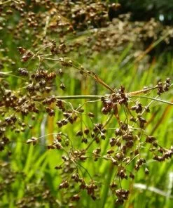 Future Forests Grasses Luzula Sylvatica 7 Future Forests Grasses Luzula Sylvatica