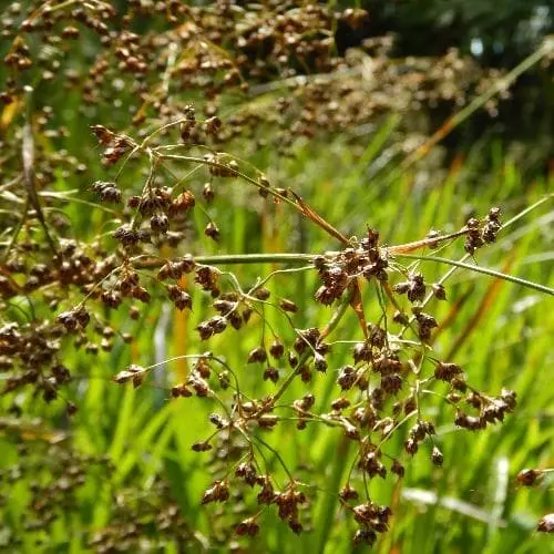 Future Forests Grasses Luzula Sylvatica 5 Future Forests Grasses Luzula Sylvatica