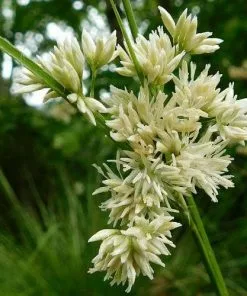 Future Forests Luzula Nivea More 7 Future Forests Luzula Nivea More