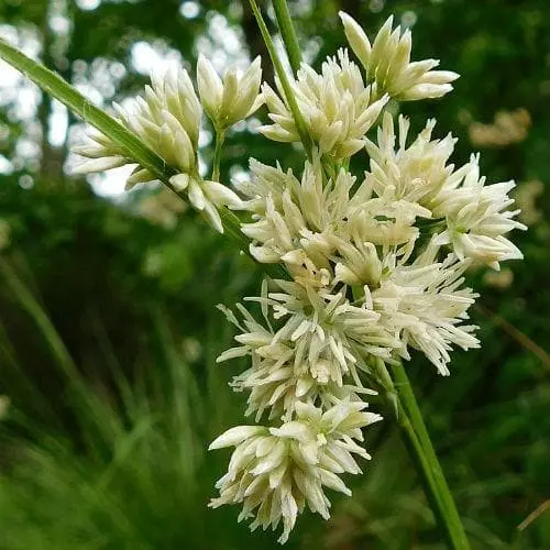 Future Forests Luzula Nivea More 5 Future Forests Luzula Nivea More