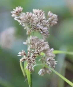 Future Forests Luzula Nivea More