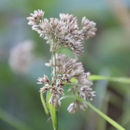 Future Forests Luzula Nivea More 4 Future Forests Luzula Nivea More