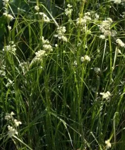 Future Forests Luzula Nivea More