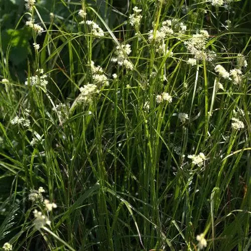 Future Forests Luzula Nivea More 3 Future Forests Luzula Nivea More