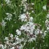 Future Forests All Perennials Lychnis Flos-cuculi White Robin