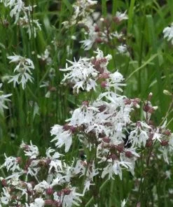Future Forests All Perennials Lychnis Flos-cuculi White Robin