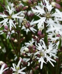 Future Forests All Perennials Lychnis Flos-cuculi White Robin