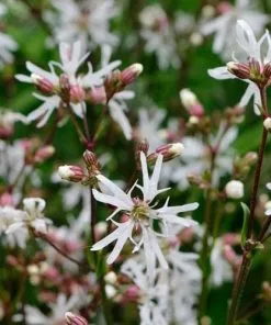 Future Forests All Perennials Lychnis Flos-cuculi White Robin