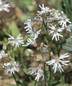 Future Forests All Perennials Lychnis Flos-cuculi White Robin
