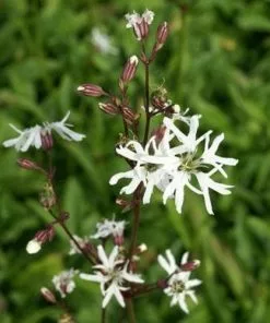 Future Forests All Perennials Lychnis Flos-cuculi White Robin