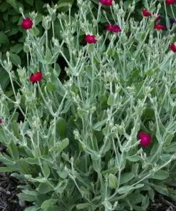 Future Forests All Perennials Lychnis Coronaria Gardeners' World