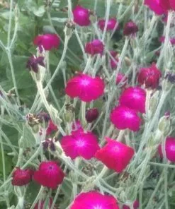 Future Forests All Perennials Lychnis Coronaria Gardeners' World