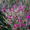 Future Forests All Perennials Lychnis Coronaria Gardeners' World