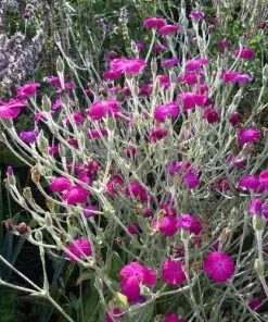 Future Forests All Perennials Lychnis Coronaria Gardeners' World