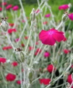 Future Forests All Perennials Lychnis Coronaria Gardeners' World