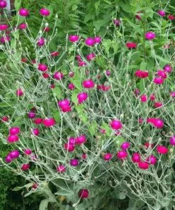 Future Forests All Perennials Lychnis Coronaria Gardeners' World