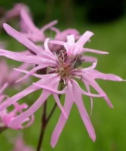 Future Forests More Lychnis Flos-cuculi - Ragged Robin