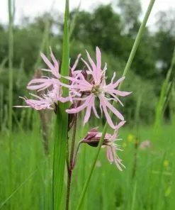 Future Forests More Lychnis Flos-cuculi - Ragged Robin