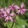 Future Forests More Lychnis Flos-cuculi - Ragged Robin