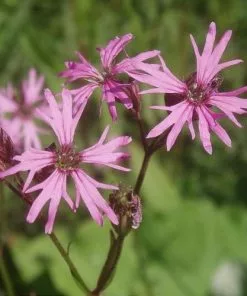 Future Forests More Lychnis Flos-cuculi - Ragged Robin