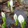Future Forests Lysichiton Camtschatcensis - White Skunk Cabbage More