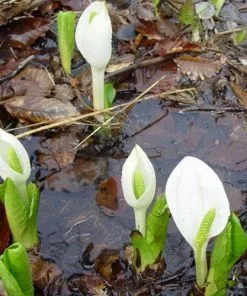 Future Forests Lysichiton Camtschatcensis - White Skunk Cabbage More