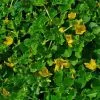 Future Forests Lysimachia Nummularia - Creeping Jenny More