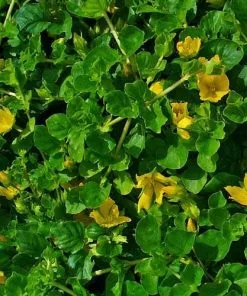 Future Forests Lysimachia Nummularia - Creeping Jenny More