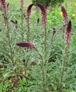 Future Forests Lysimachia Atropurpurea Beaujolais