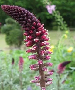 Future Forests Lysimachia Atropurpurea Beaujolais
