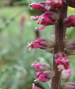 Future Forests Lysimachia Atropurpurea Beaujolais