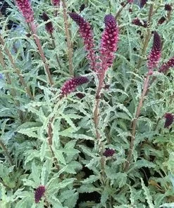 Future Forests Lysimachia Atropurpurea Beaujolais