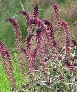 Future Forests Lysimachia Atropurpurea Beaujolais