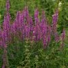 Future Forests Lythrum Salicaria - Purple Loosestrife