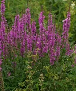 Future Forests Lythrum Salicaria - Purple Loosestrife