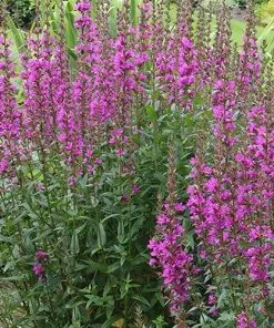 Future Forests Lythrum Salicaria Robin
