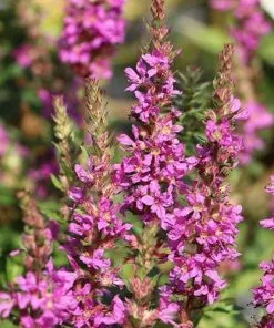 Future Forests Lythrum Salicaria Robin