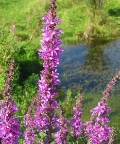 Future Forests Lythrum Salicaria Robin