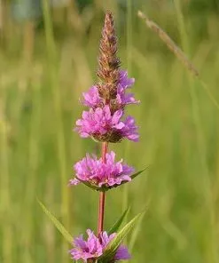 Future Forests Lythrum Salicaria Robin