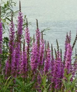 Future Forests Lythrum Salicaria - Purple Loosestrife