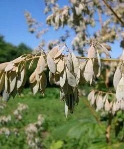 Future Forests Macleaya Cordata AGM More