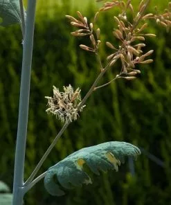 Future Forests Macleaya Cordata AGM More
