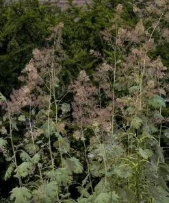 Future Forests Macleaya Cordata AGM More